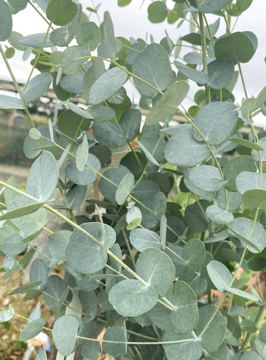 Eucalyptus Silverana 10 Litre Pot