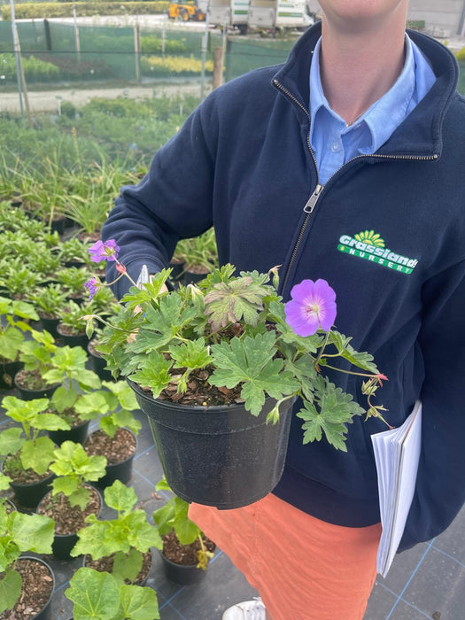 Geranium Rozanne 3 Litre Pot