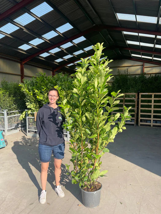 Cherry Laurel Hedging Caucasica 15 Litre Pot