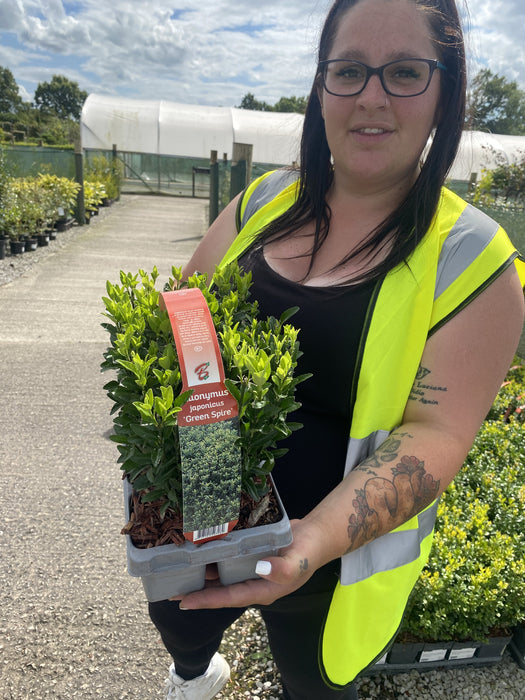 Euonymus Jap. Green Spire  X 6 Plant Pack