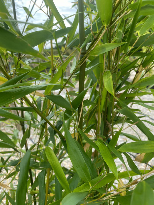 Bamboo Phyllostachys Bissetii 30 Litre Pot 250/300cm