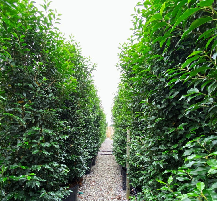 Portuguese Laurel Instant Hedging 225cm 110 Litre Pot