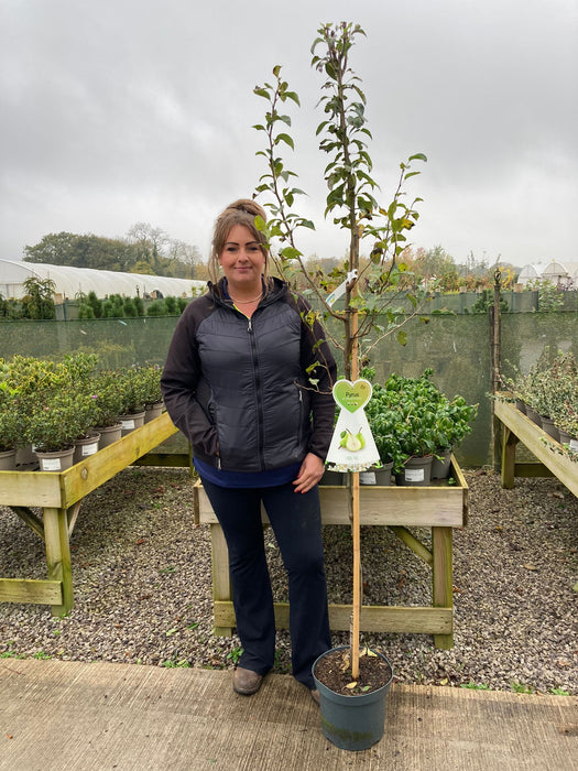 Pear Conference 7.5 Litre Pot Half Standard