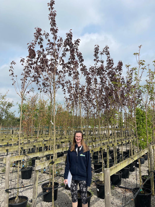 Prunus serr Royal Burgundy Standard 8-10cm Girth 35 Litre Pot