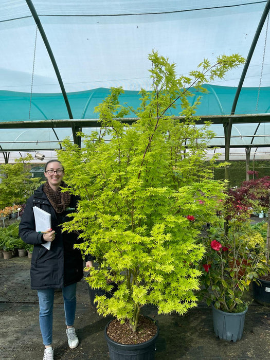 Acer palmatum Going Green 35 Litre Pot