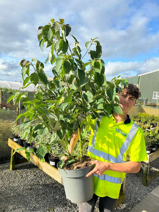 Cornus Controversa 12 Litre Pot 100/125cm