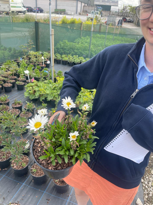 Leucanthemum Ooh La Lacreme 3 Litre Pot