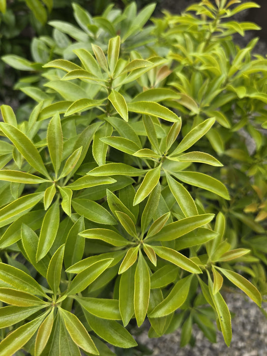 Pieris Japonica Valley Valentine 10 Litre Pot