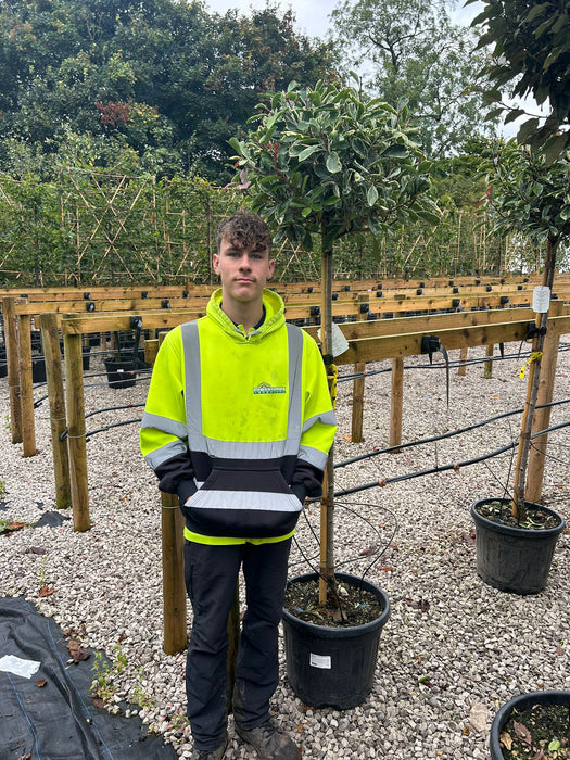 Photinia x fraseri Pink Marble 3/4 Standard 35 Litre Pot 130/140cm Stem