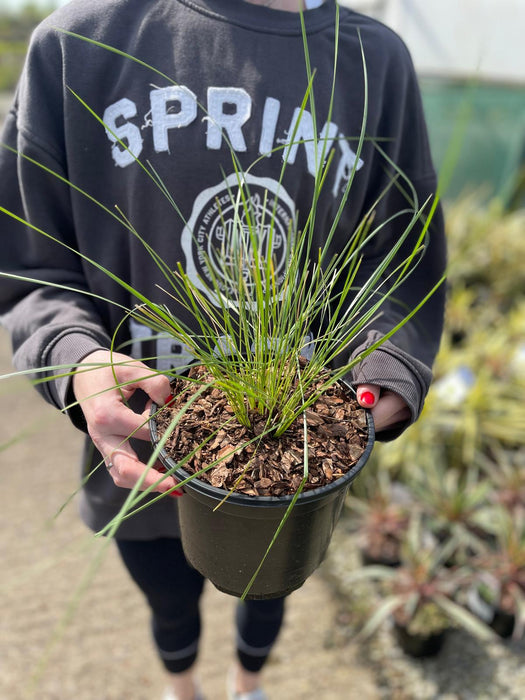 Stipa Gigantia - Giant Golden Oat 3 Litre Pot