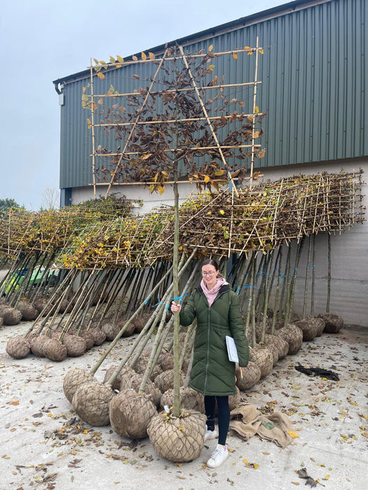 Carpinus B. Pleached Rootballed 150 Trunk 10/12 Girth 150x120cm Frame