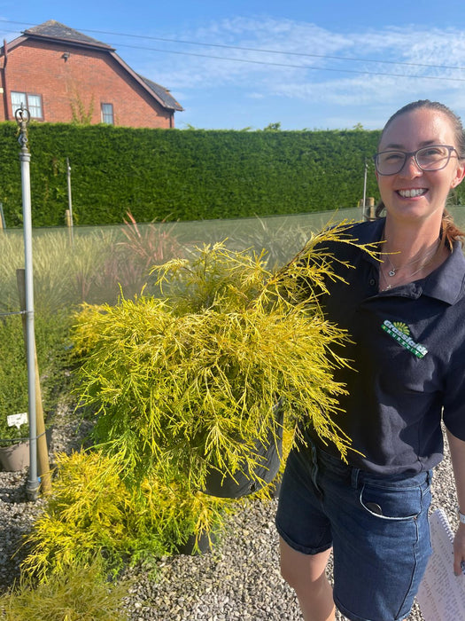 Chamaecyparis Filifera Aurea 7.5 Litre Pot