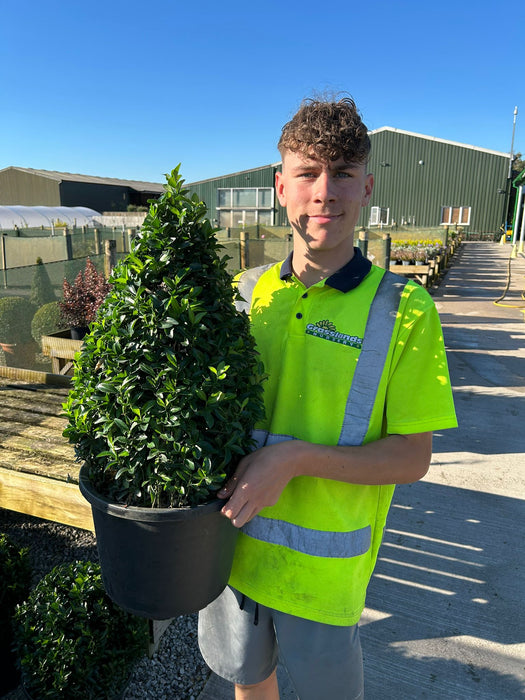 Euonymus Jap. Green Spire Cone 12 Litre Pot 50-55cm