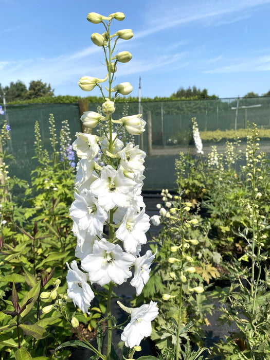 Delphinium Galahad 3 Litre Pot