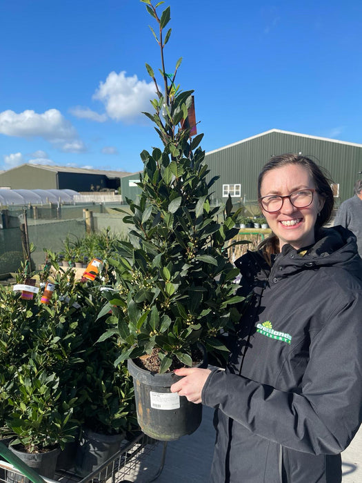 Laurus Nobilis Cone 10 Litre Pot 100 inc. Pot