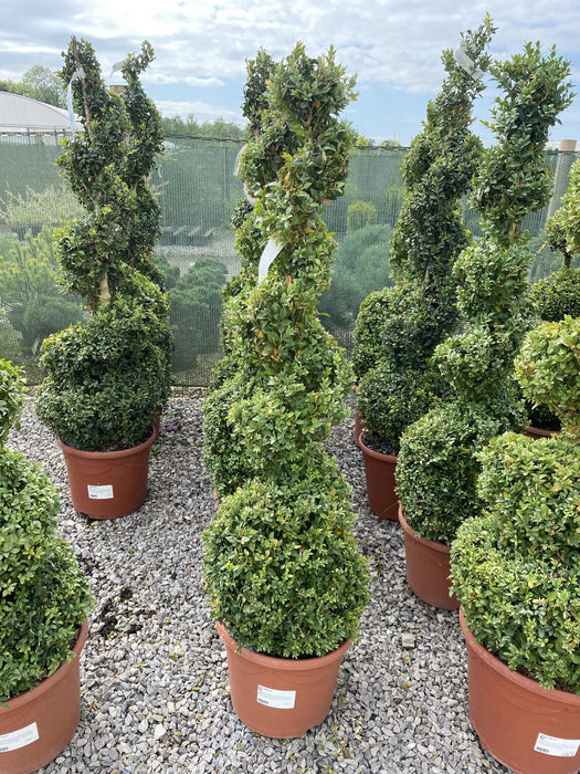 Buxus Spiral 120cm