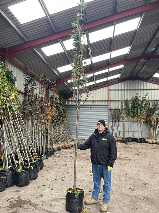 Apple Malus Laxtons Superb 10/12cm Girth 35 Litre Pot