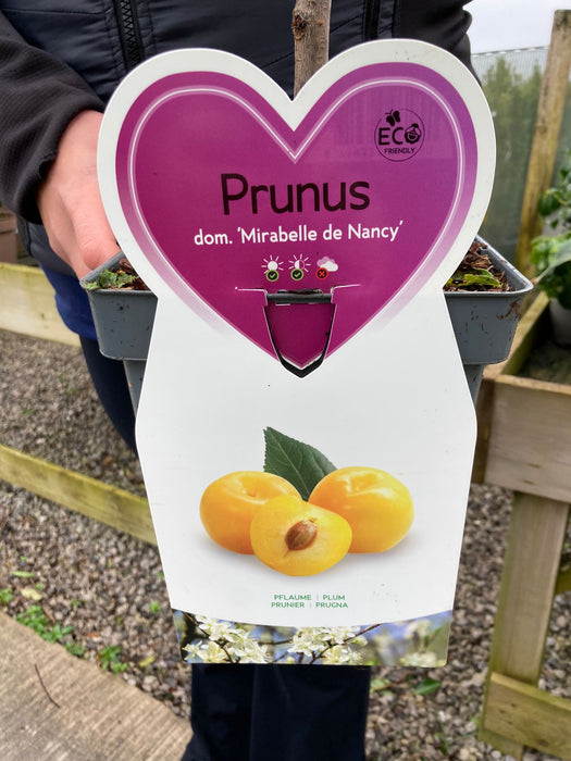 Plum Prunus Dom. Mirabelle de Nancy 5 Litre Pot Patio Tree