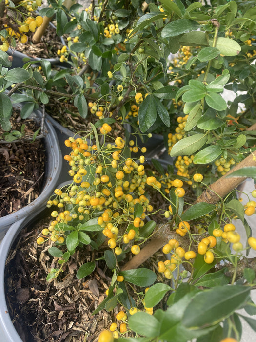 Pyracantha Orange Sapphire 4.5 Litre Pot