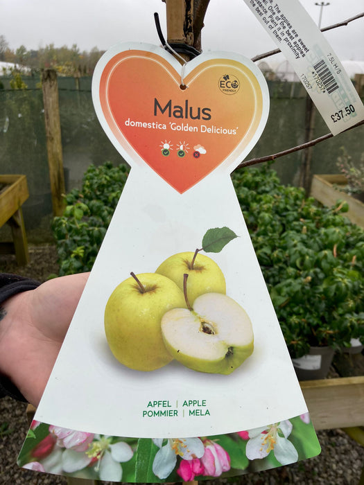 Apple Malus Golden Delicious 7.5 Litre Pot Half Standard