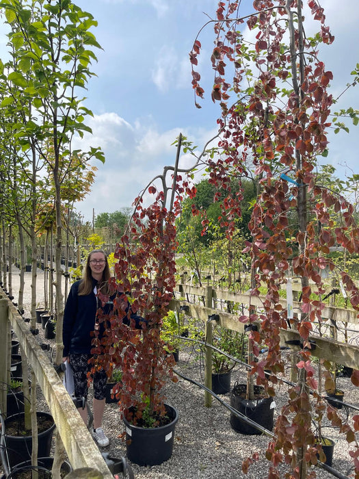 Fagus Sylvatica Purple Fountain 200/250cm 40 Litre Pot