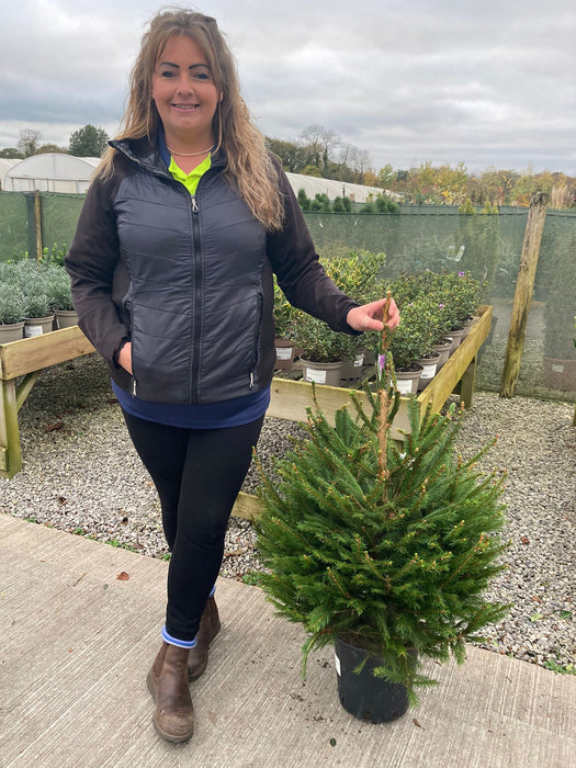 Picea Abies 60/80cm Pot Grown