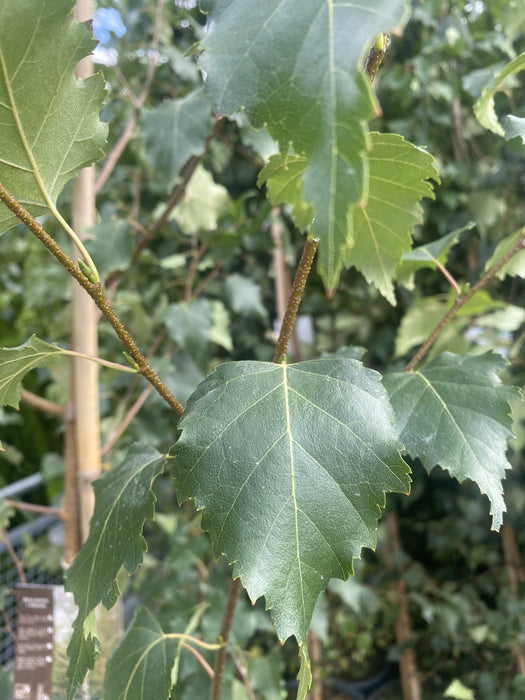 Betula Pendula Verrucosa 15 Litre Pot