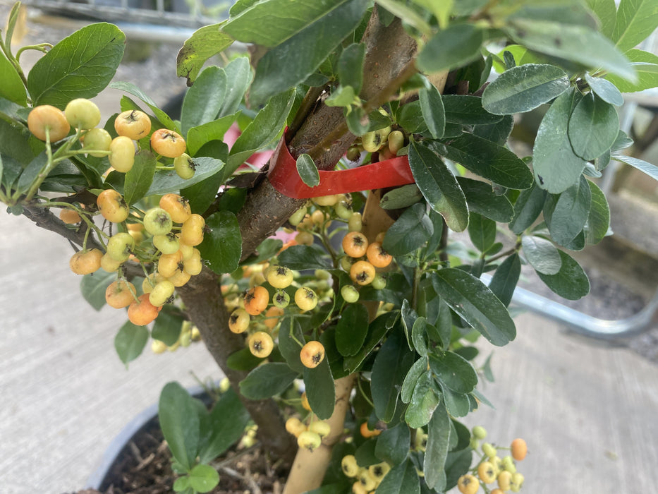 Pyracantha Red Sapphire 4.5 Litre Pot 120cm