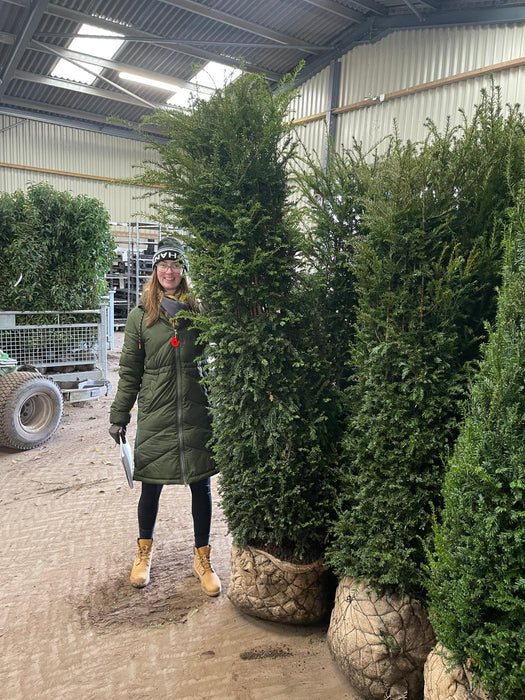 Yew Hedging Root Ball Pruned Solitaire 190/200cm