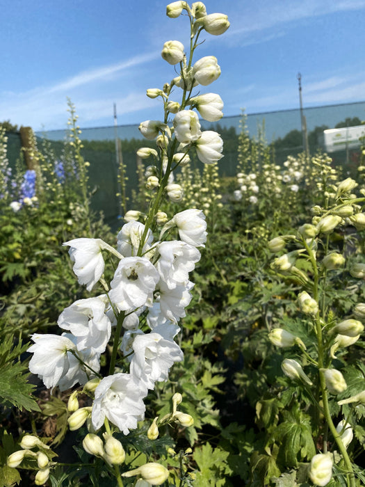 Delphinium Galahad 3 Litre Pot