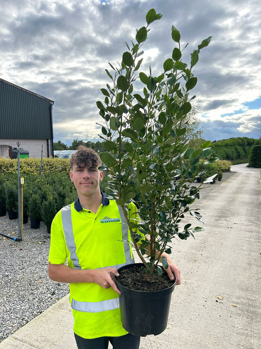 Griselinia Green Horizon 10 Litre Pot 110/120cm