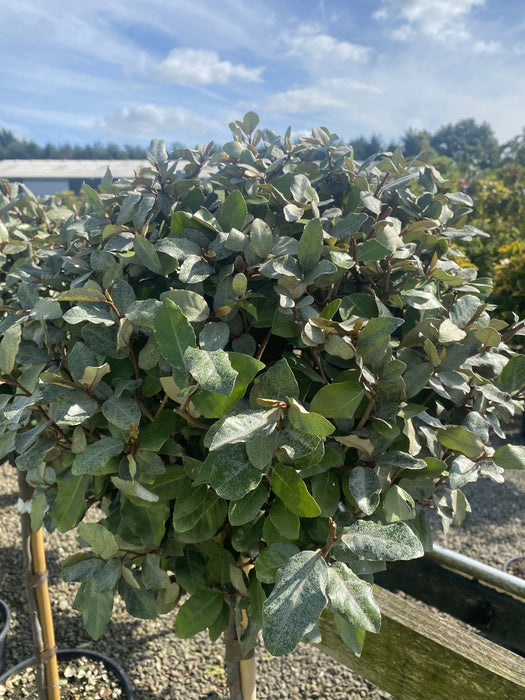 Elaeagnus x E.Compacta 1/2 Standard 20 Litre Pot