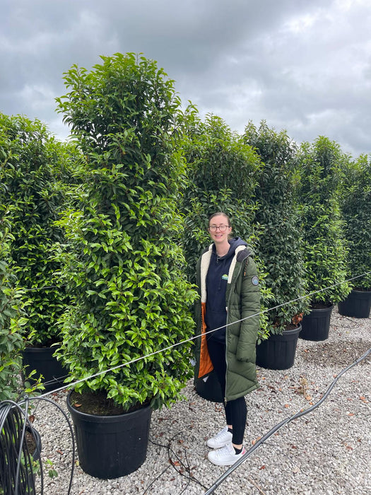 Portuguese Laurel Instant Hedging 225cm 110 Litre Pot