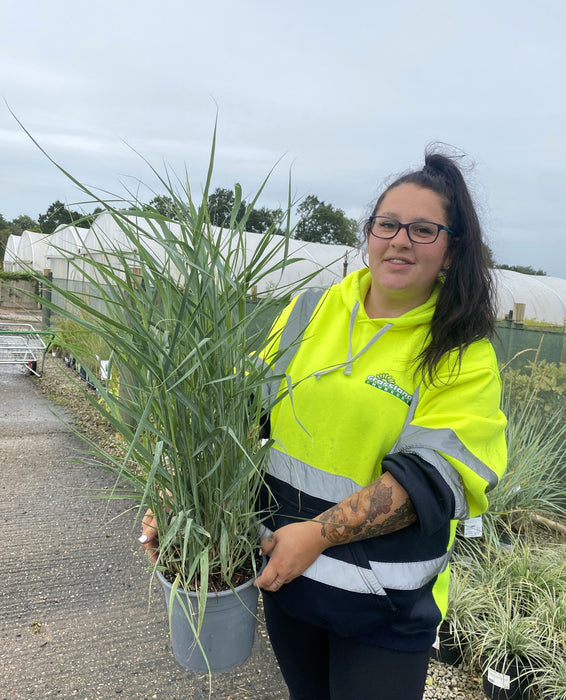 Panicum virgatum Prairie Sky 4.5 Litre