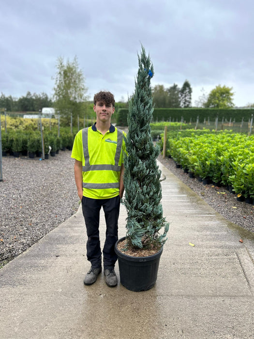 Juniperus Moonglow 35 Litre Pot 150/175cm