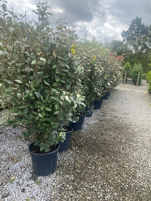 Elaeagnus x Ebbingei Compacta 25 Litre Pot 120/150cm