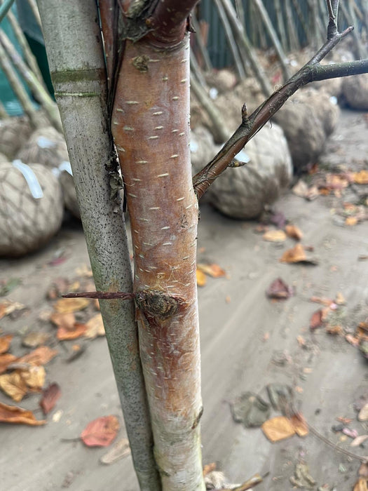 Betula Albo. Fascination Rootballed Standard 8-10cm Girth