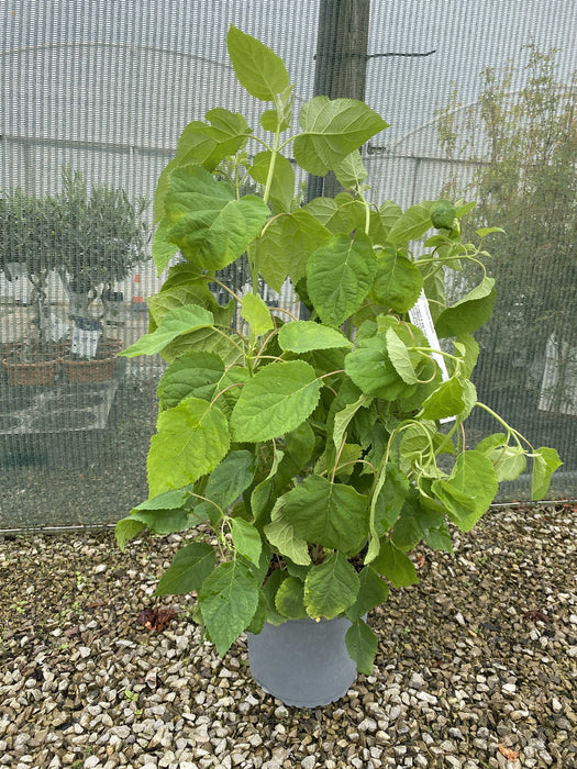 Hydrangea Arborescens Annabelle 4.5 Litre Pot Grown