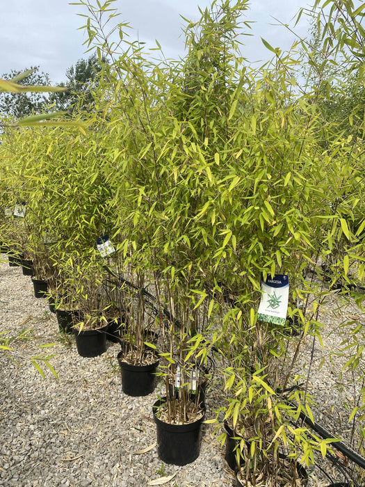 Bamboo Fargesia Murielae Winter Joy 25 Litre Pot