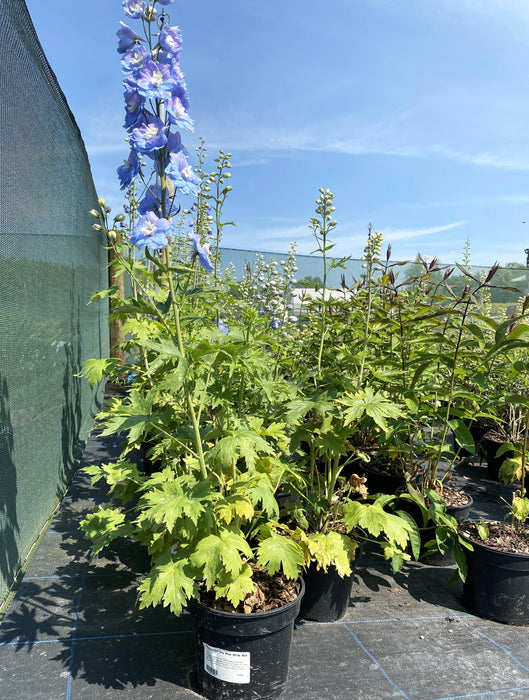 Delphinium Sky Blue White Bee 3 Litre Pot