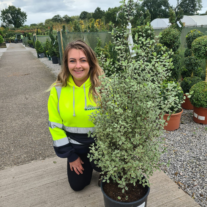 Pittosporum Tenuifolium Victoria15 Litre Pot