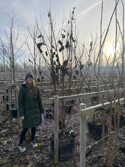 Catalpa Bignonioides Multi Stem 1.8/2m