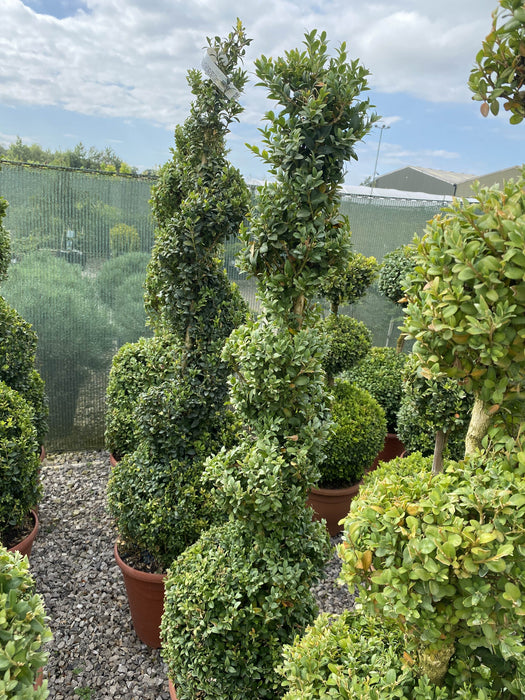 Buxus Spiral 120cm