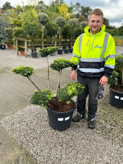 Yew - Taxus Farmen Bonsai