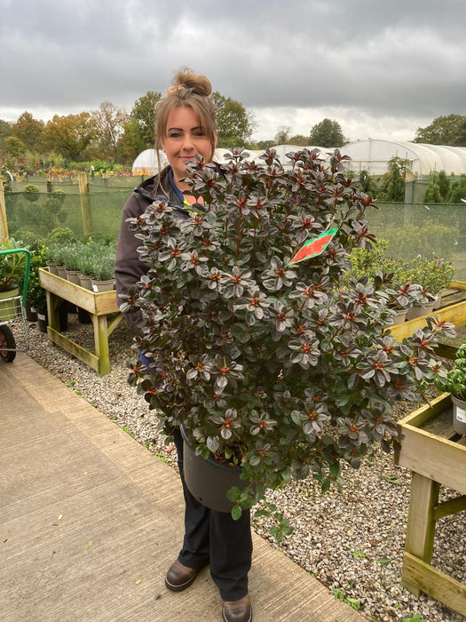 Azalea Japonica Stewartstonian 15 Litre Pot