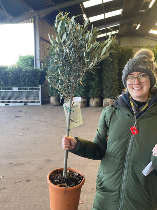 Olea Europea - Olive Mini Standard 4 Litre Pot 40 cm Stem