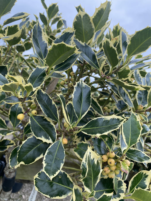 Ilex A. Argentea Marginata 15 Litre Pot 1/2 Standard