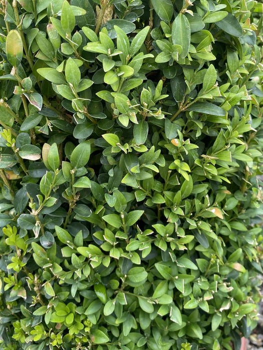 Buxus Cone 35 Litre Pot 160cm+