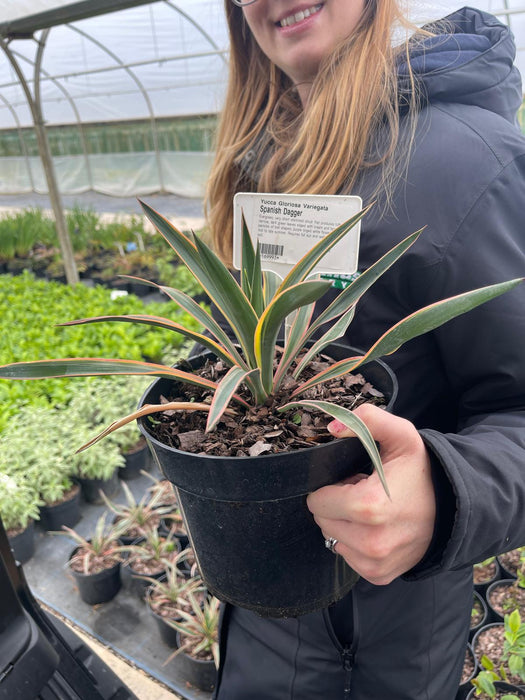 Yucca Gloriosa Variegata 3 Litre Pot