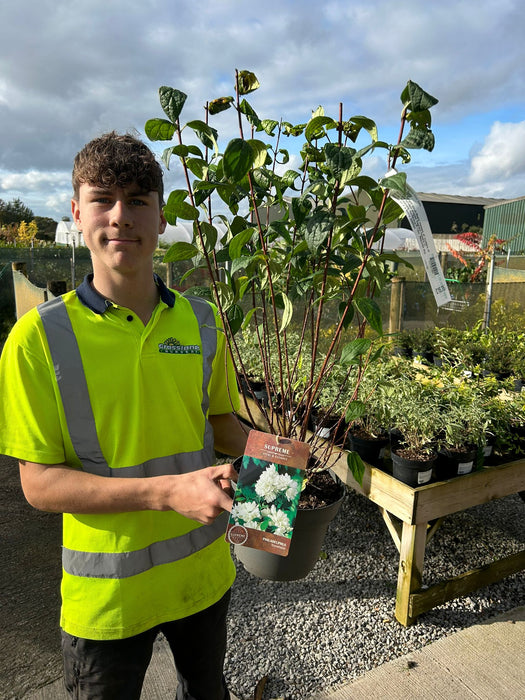 Philadelphus Snowbelle 4 Litre Pot 40/60cm